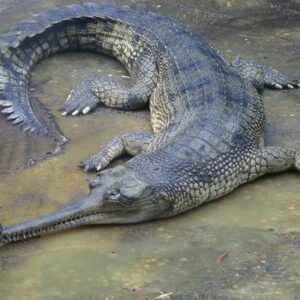 crocodile conservation scheme IAS Synopsis IAS UPSC Preparation Prelims Mains