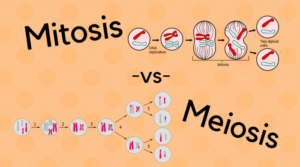 mitosis and meiosis IAS Synopsis IAS UPSC Preparation Prelims Mains